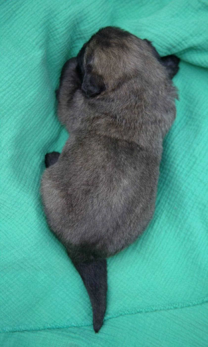 Chiot N°2