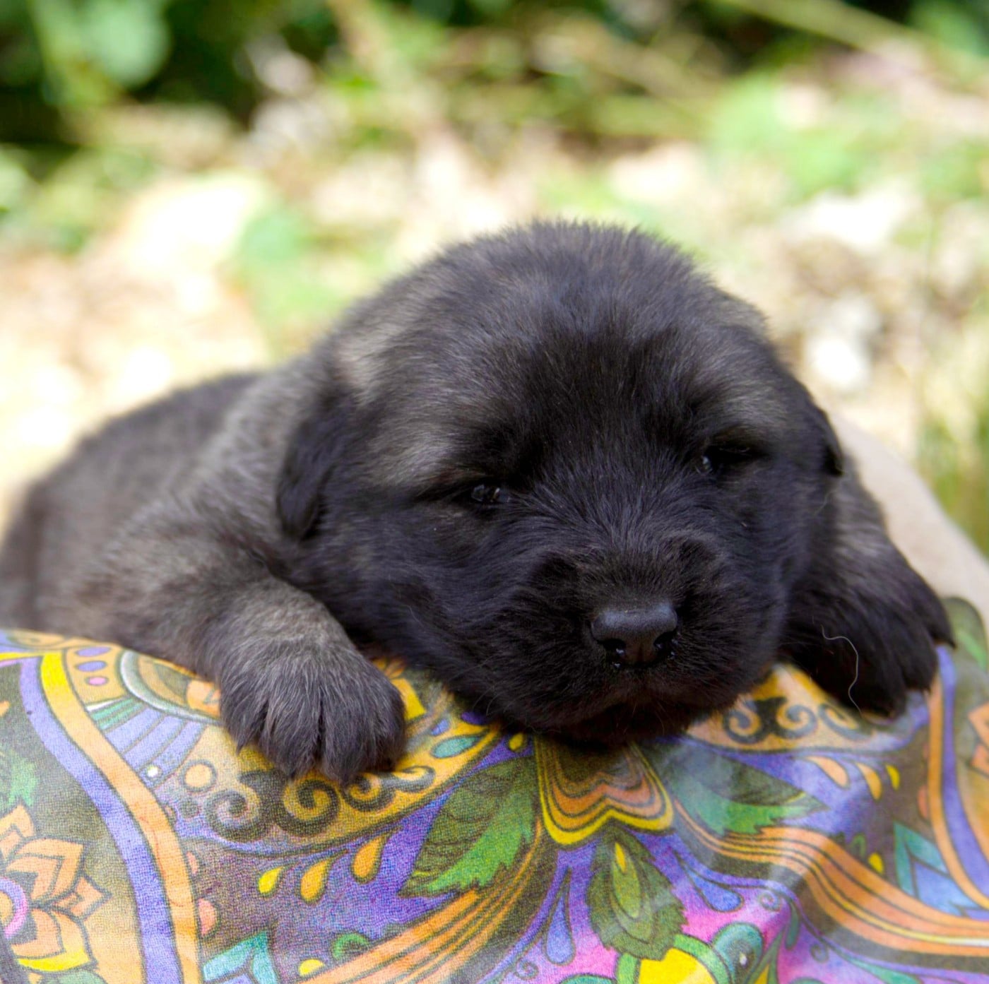 Chiot N°3