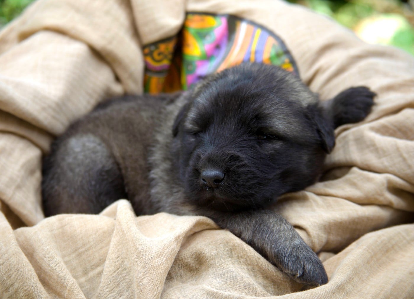 Chiot N°3