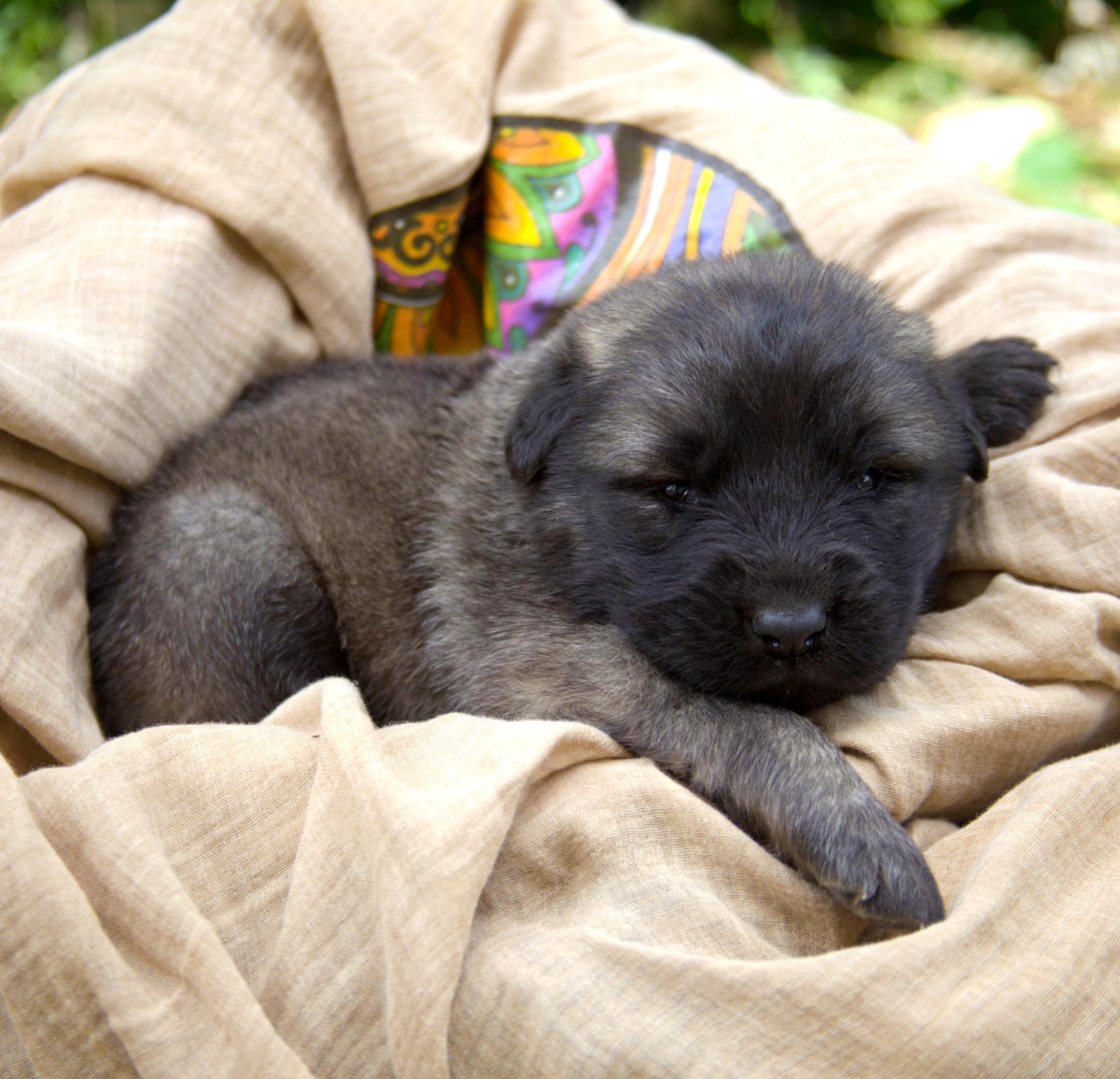 Chiot N°3