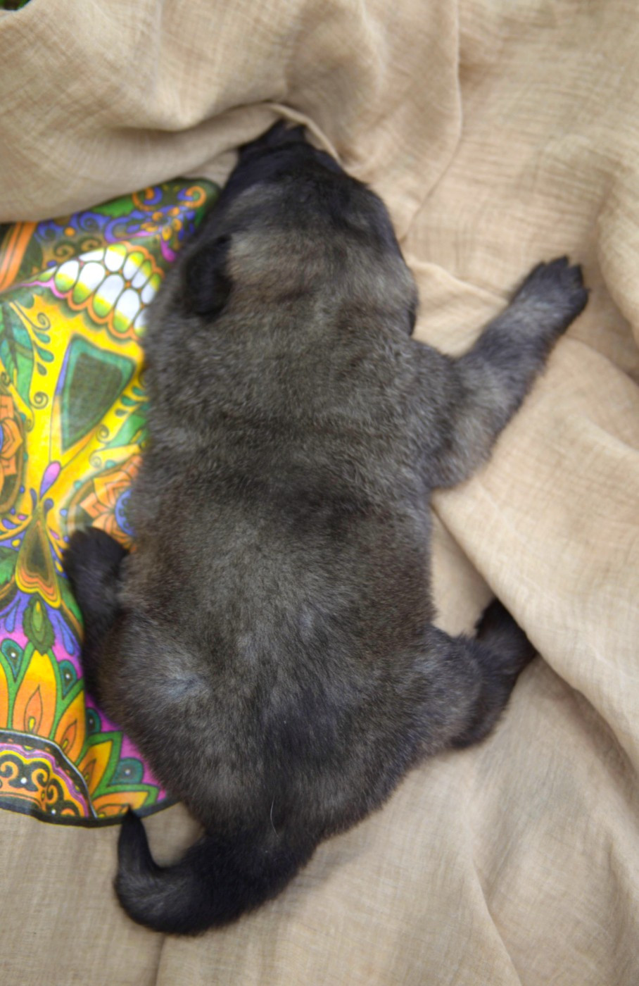 Chiot N°3