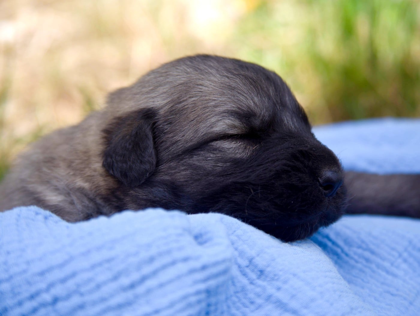 Chiot N°4