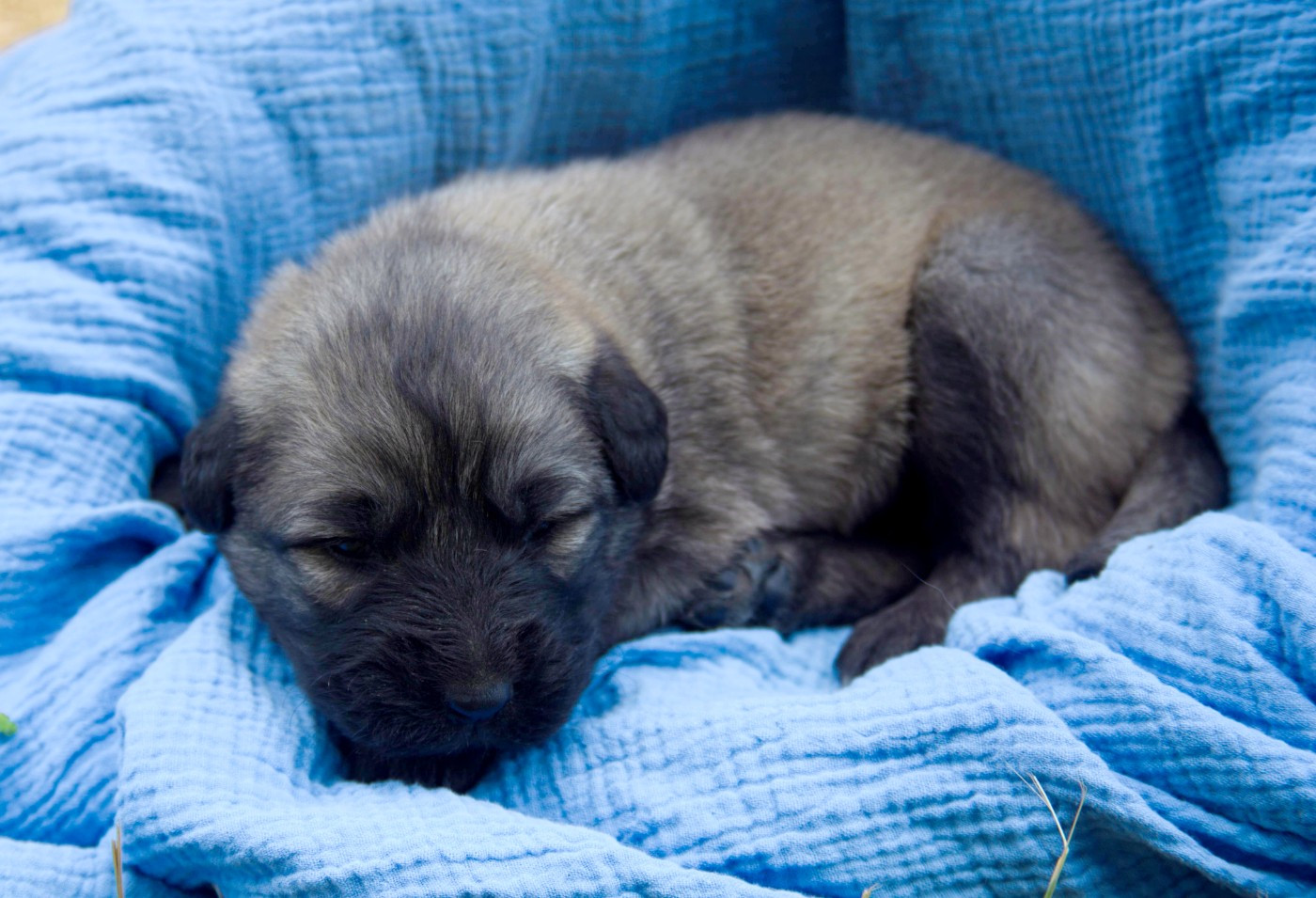 Chiot N°4