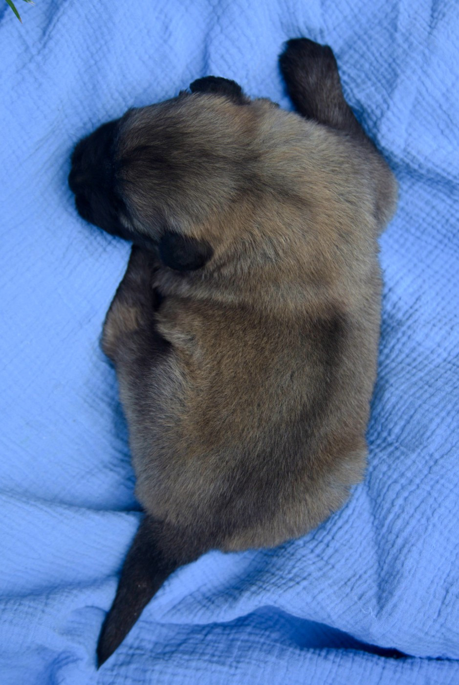 Chiot N°4