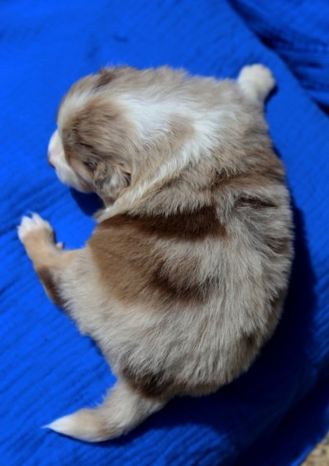 Chiot N°4