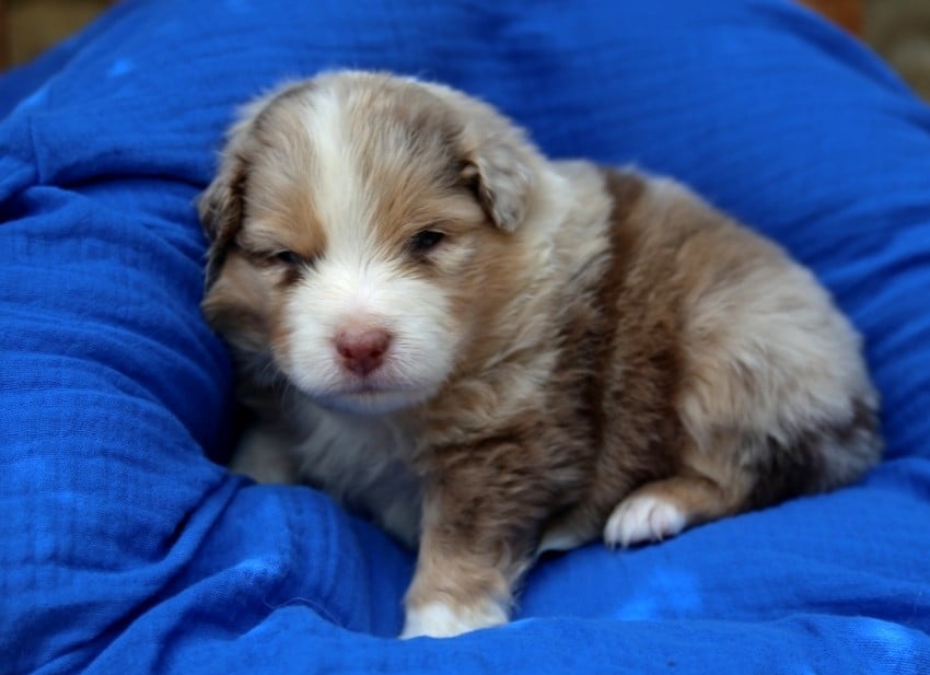 Chiot N°4