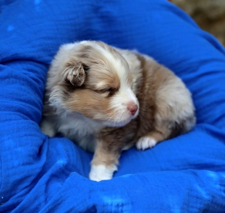 Chiot N°4