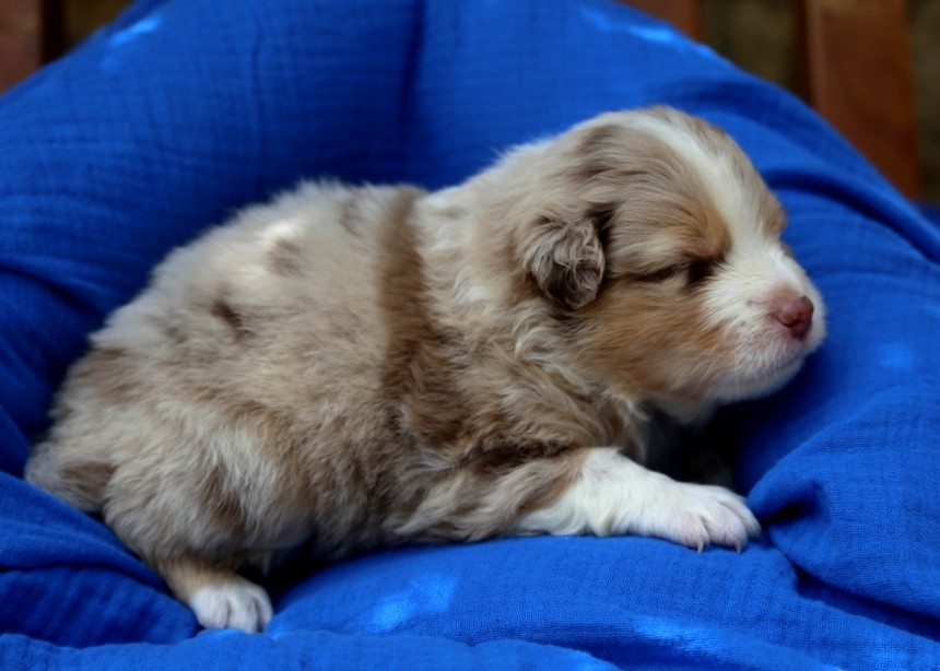 Chiot N°4