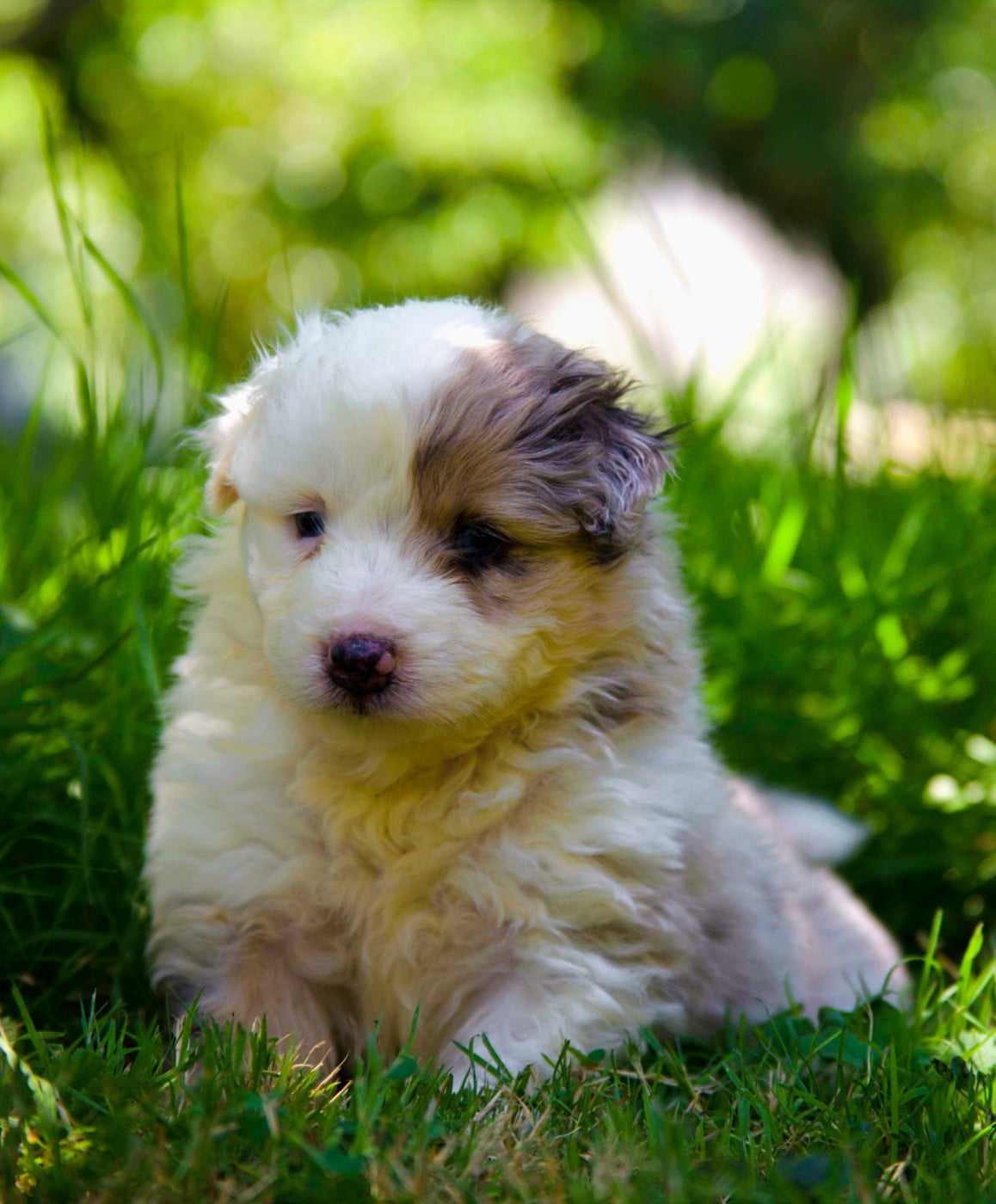 Chiot N°6