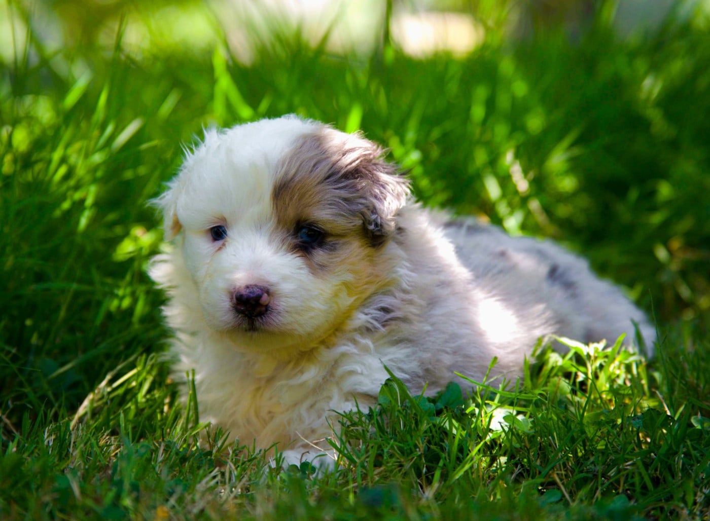 Chiot N°6
