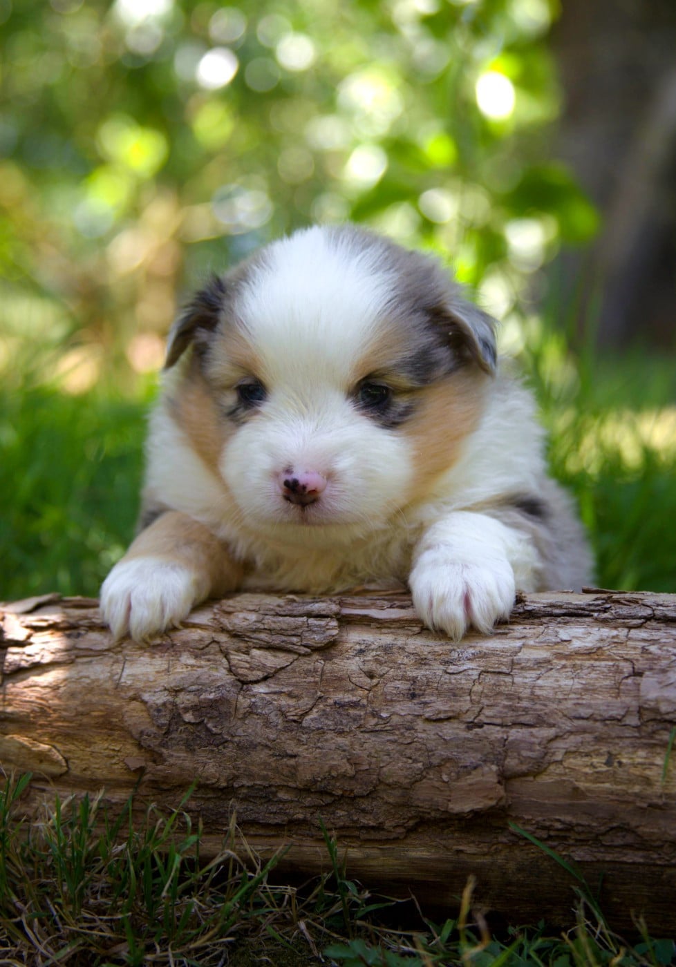 Chiot N°3