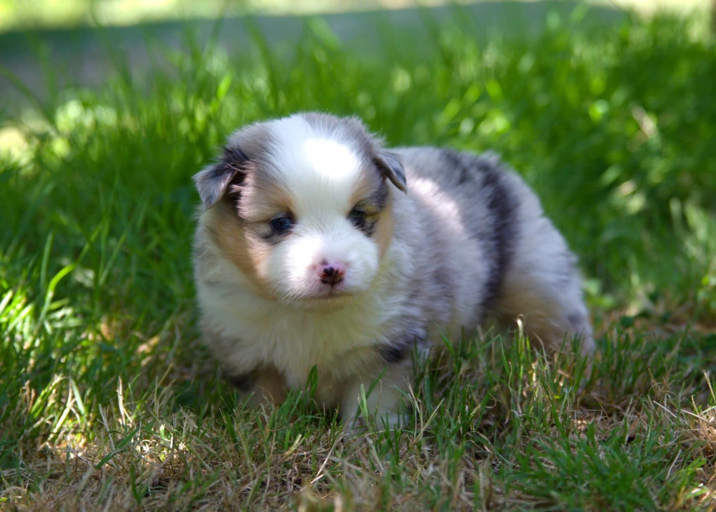 Chiot N°3