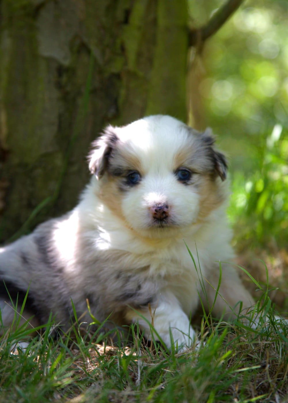 Bailey Mme Ferrand