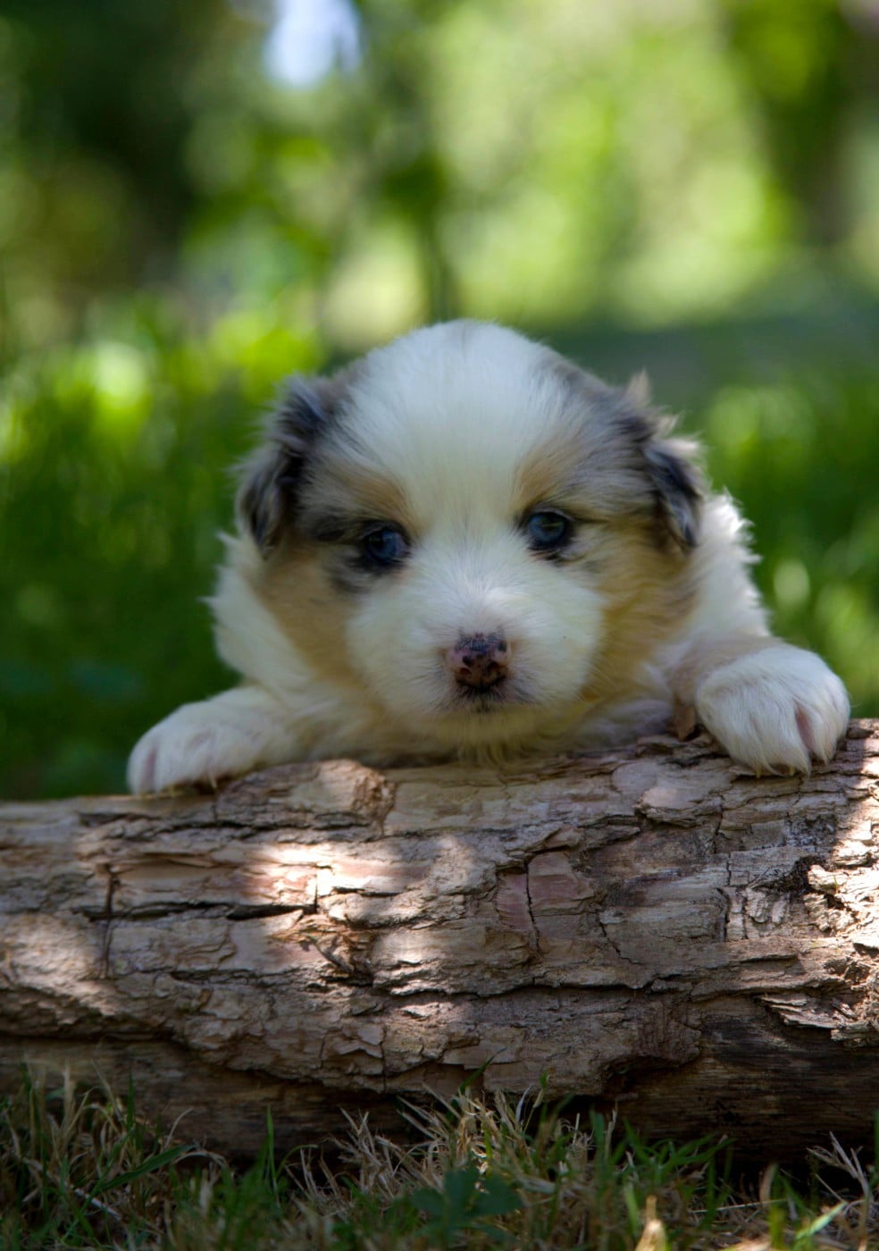 Bailey Mme Ferrand