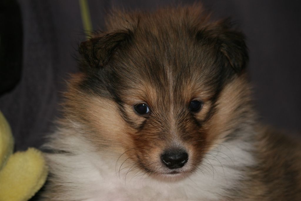 chiot Shetland Sheepdog des Jardins de Becky