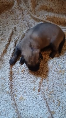 Les chiots de Berger Yougoslave de Charplanina