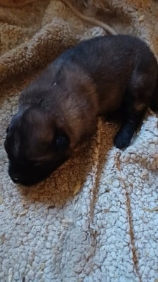 Les chiots de Berger Yougoslave de Charplanina