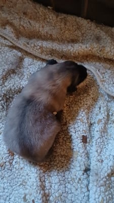 Les chiots de Berger Yougoslave de Charplanina