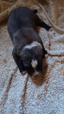 Les chiots de Berger Yougoslave de Charplanina