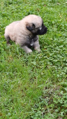 Les chiots de Berger Yougoslave de Charplanina
