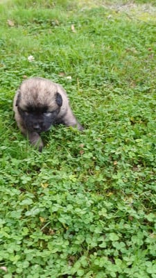 Les chiots de Berger Yougoslave de Charplanina
