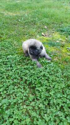 Les chiots de Berger Yougoslave de Charplanina