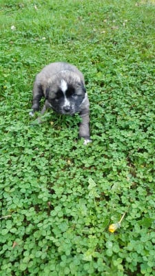 Les chiots de Berger Yougoslave de Charplanina