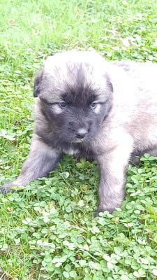 Les chiots de Berger Yougoslave de Charplanina