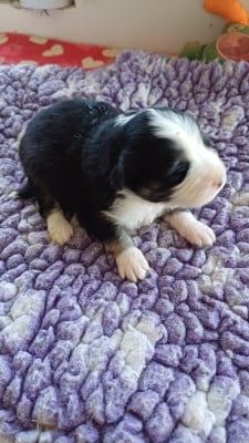 Les chiots de Berger Américain Miniature