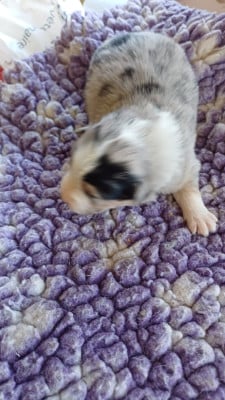 Les chiots de Berger Américain Miniature