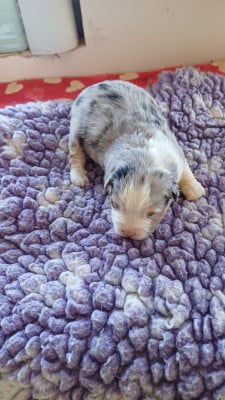 Les chiots de Berger Américain Miniature