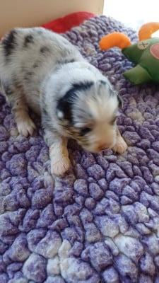 Les chiots de Berger Américain Miniature