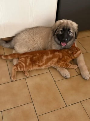 Les chiots de Berger Yougoslave de Charplanina