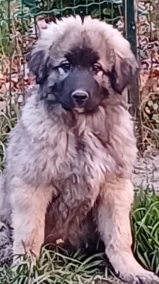 Les chiots de Berger Yougoslave de Charplanina