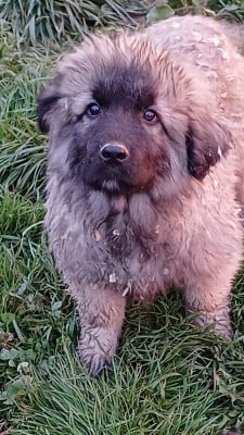 Les chiots de Berger Yougoslave de Charplanina