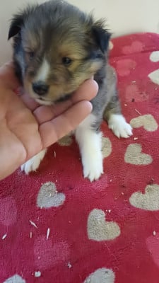 Les chiots de Shetland Sheepdog