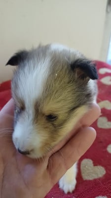 Les chiots de Shetland Sheepdog