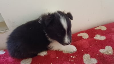 Les chiots de Shetland Sheepdog
