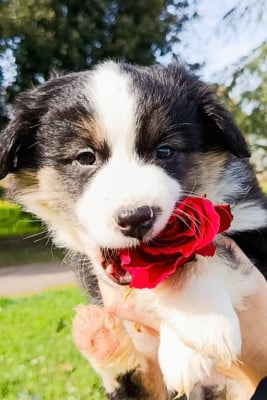 Les chiots de Berger Américain Miniature