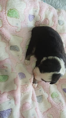 Les chiots de Berger Américain Miniature