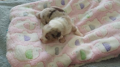 Les chiots de Berger Américain Miniature