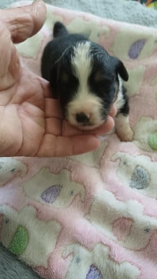 Les chiots de Berger Américain Miniature