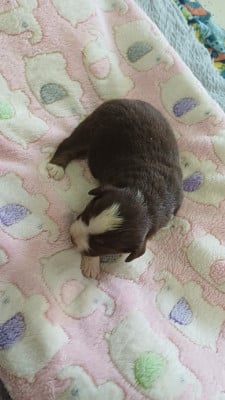 Les chiots de Berger Américain Miniature