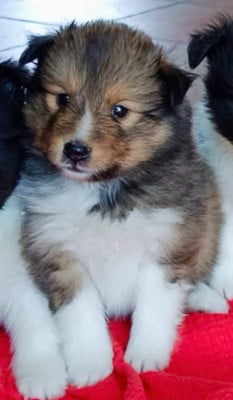 Les chiots de Shetland Sheepdog