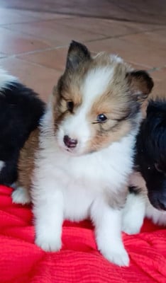 Les chiots de Shetland Sheepdog
