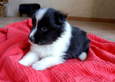 Les chiots de Shetland Sheepdog