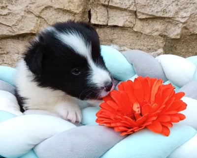 Les chiots de Shetland Sheepdog