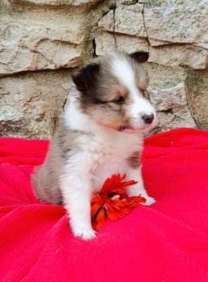 Les chiots de Shetland Sheepdog