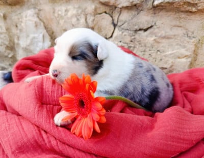 Les chiots de Berger Américain Miniature 