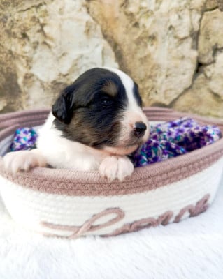 Les chiots de Berger Américain Miniature 